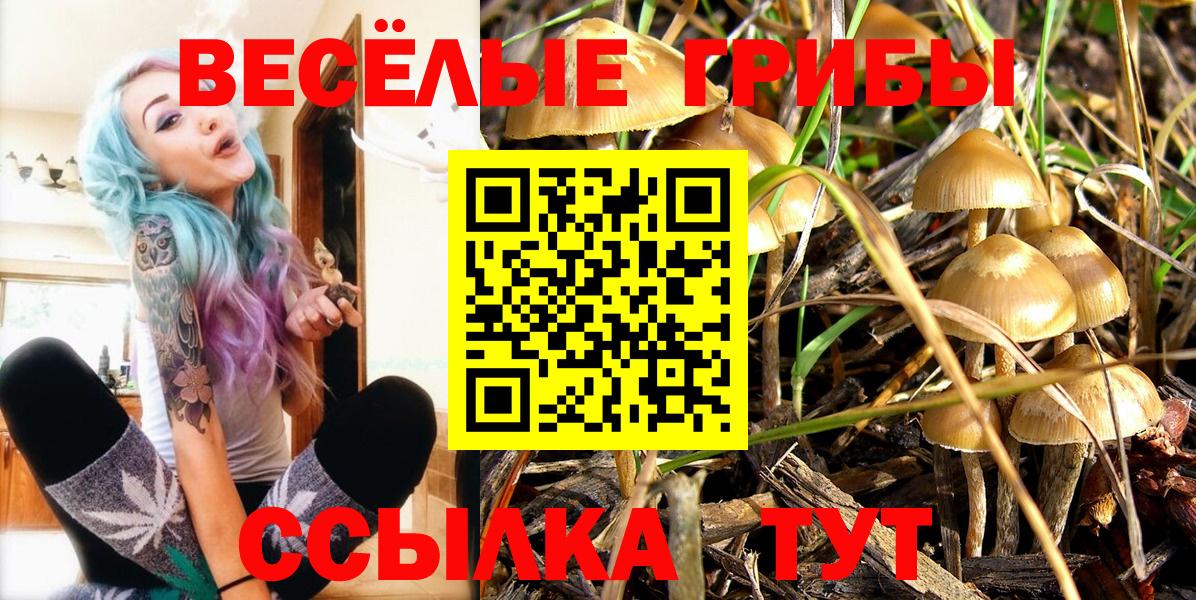 Псилоцибиновые грибы Psilocybine cubensis  купить  цена  Можга  Псилоцибиновые грибы Cubensis  Вход с VPN 